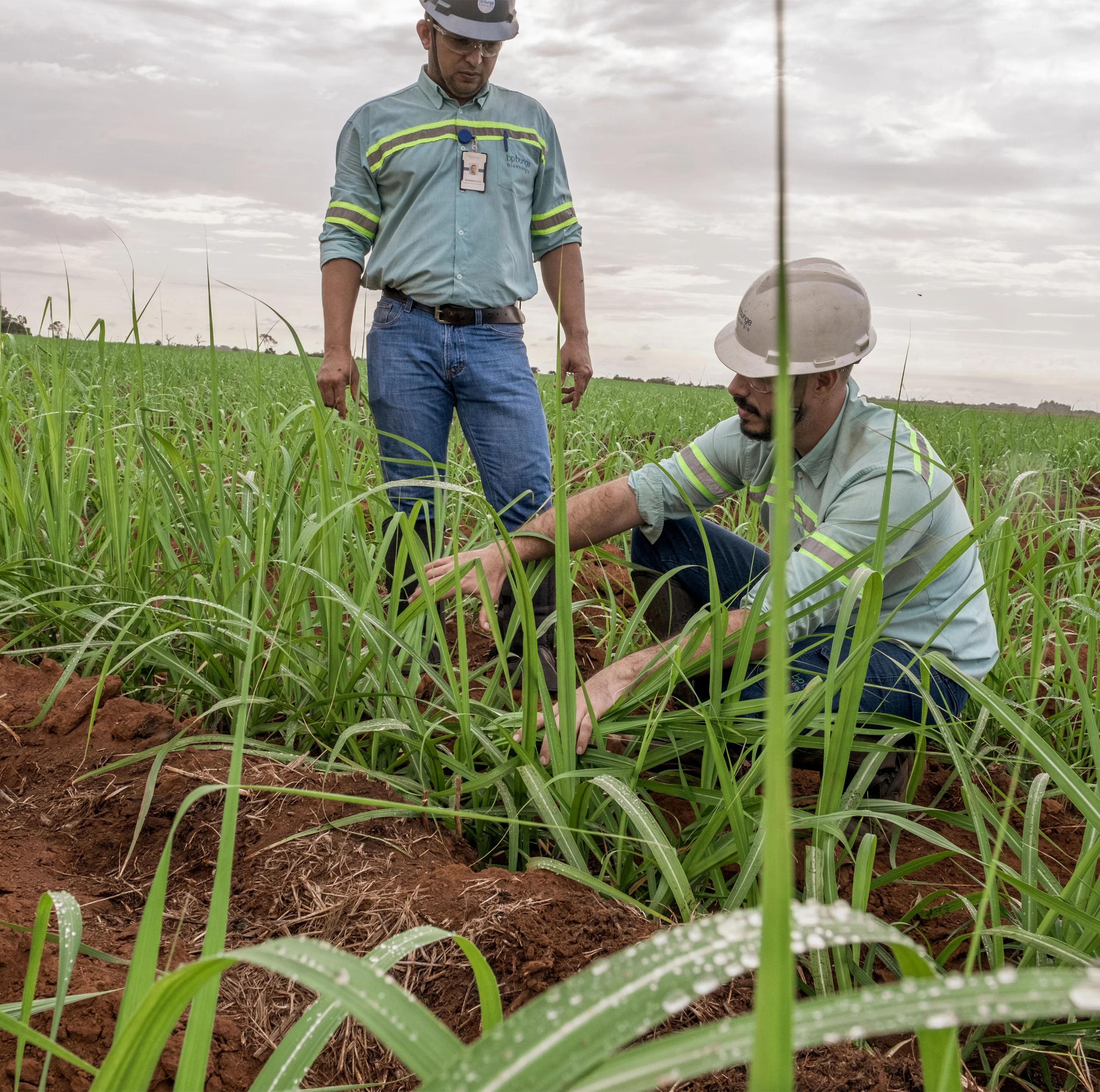 bp Bunge Bioenergia biofuels business in Brazil